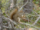 22-Mei - Red Squirrel - Lake Louise